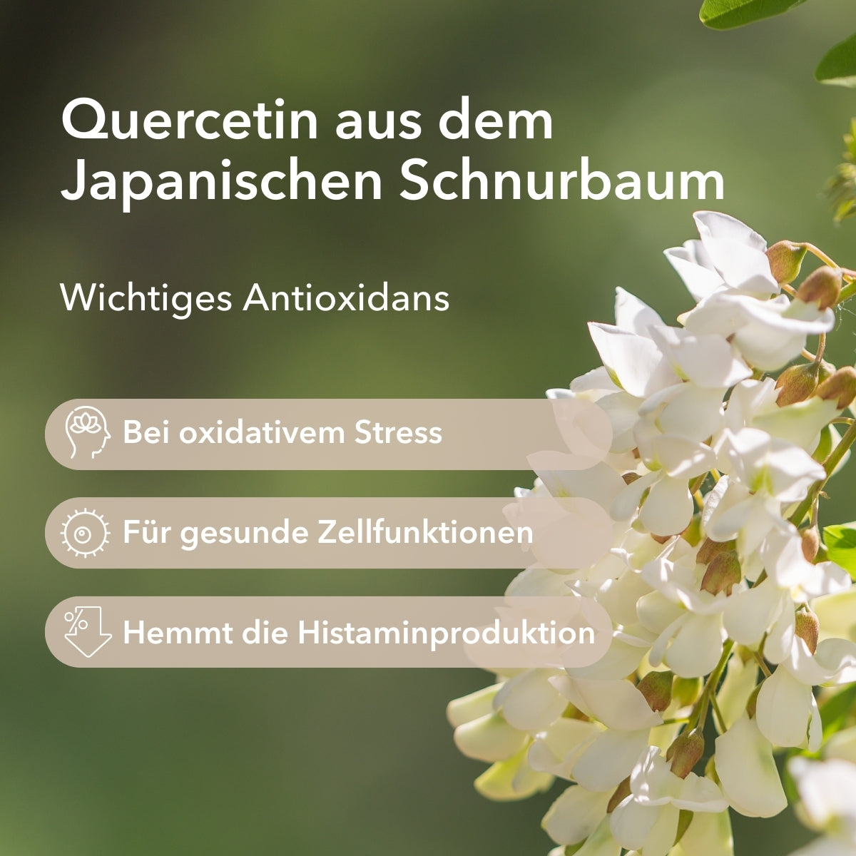 Quercetin aus dem Japanischen Schnurbaum
Wichtiges Antioxidans
Moodbild mit den Blüten des Japanischen Schnurbaums. Folgende Informationen zum
Punkt 1: Bei oxidativem Stress
Punkt 2: Für gesunde Zellfunktionen
Punkt 3: Hemmt die Histaminproduktion