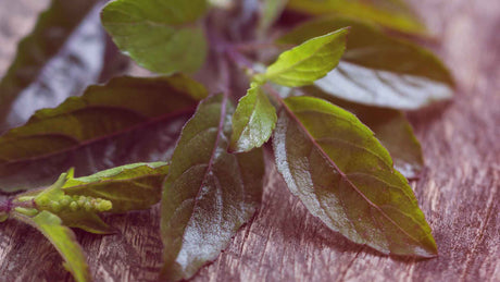 Einige Blätter von Holy Basil, oder Tulsi, auf einer  Holzunterlage