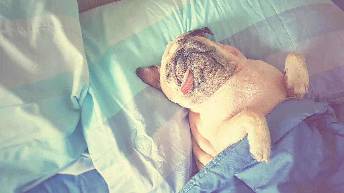 Ein Hund liegt im Bett unter  der Bettdecke. Seine Zunge hängt seitlich heraus