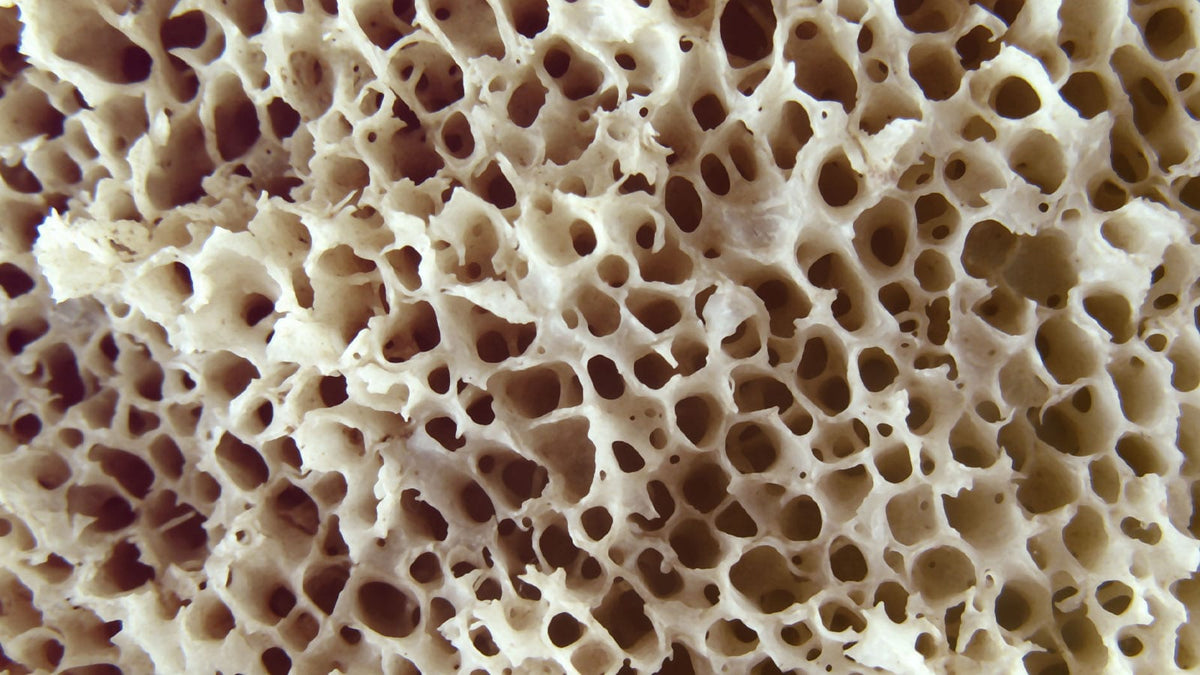 Eine Knochenstruktur in der Nahaufnahme.  Es sieht aus wie ein Naturschwamm.