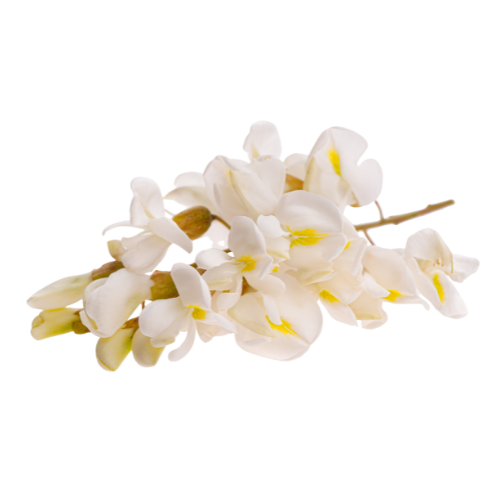 Ein kleines Büschel zarter weißer Blüten mit gelben Akzenten auf hellem Hintergrund.