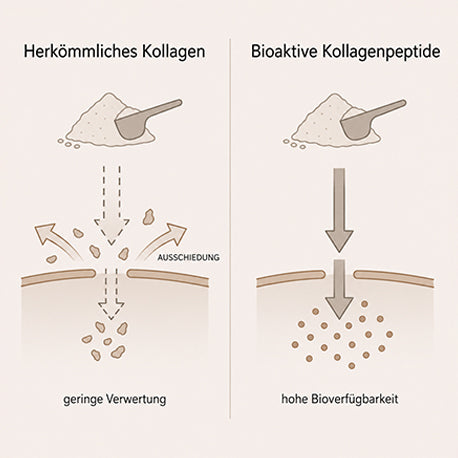 Grafik mit Vergleich zu herkömmlichen Kollagen und bioaktiven Kollagenpeptiden. Kollagenpeptide besitzen ein hohe Bioverfügbarkeit. 