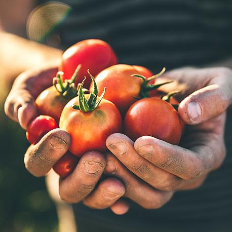 Gärtnerhände halten Biotomaten in der Hand 