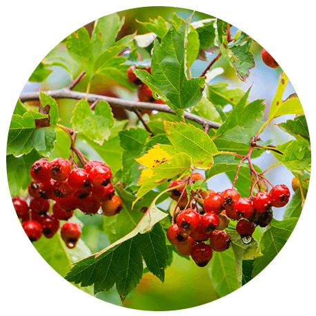 Rote Weißdorn-Früchte